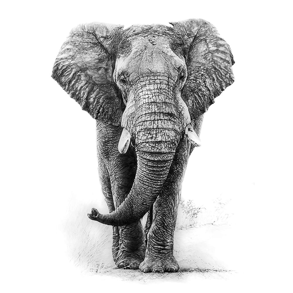 Sip & Sketch with Bubbles